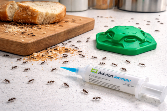 Ameisen in der Wohnung - Ursachen, Hausmittel & was wirklich hilft