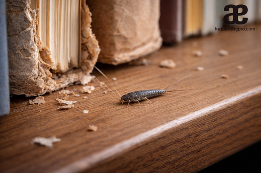 Papierfischchen in der Wohnung – was tun?