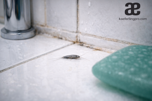 Silberfische im Bad